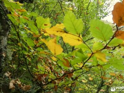 Hayedo de La Pedrosa-Riaza-Sierra Ayllón; almendros en flor peña de francia sierra de albarracin nav